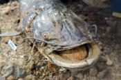 museum dhistoire naturelle blois 8-2025 2328